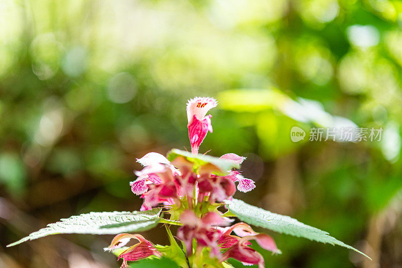 在春季森林中开花的粉红死刺(Lamium Orvala